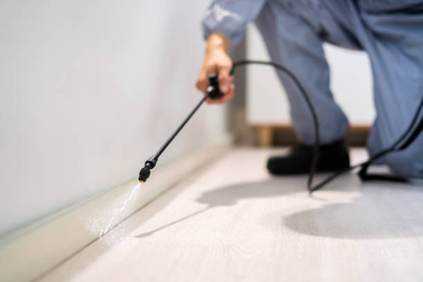 Best Flea Control Services  in Franklin, OH
