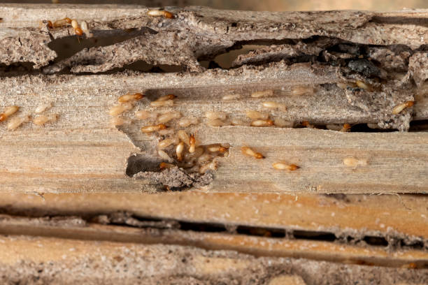 Best Pest Removal Services  in Franklin, OH